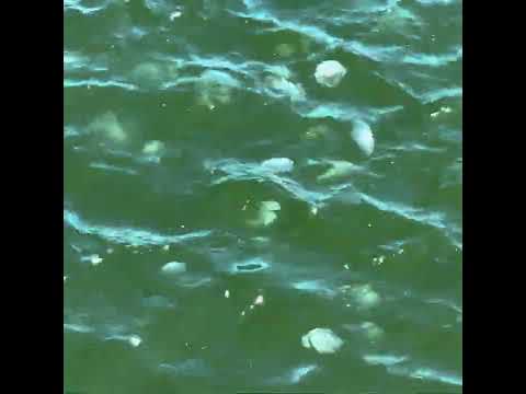 クラゲウジャウジャ