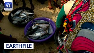 Prevention Of Post Harvest Losses, Focus On Seafoods In Nigeria's Agiculture Sector | Earthfile