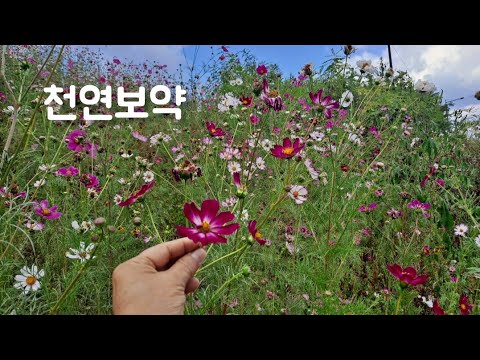 길가에 흔한 "이 꽃과 잎"이 눈을 맑게하며 염증을 제거해주는 천연 보약입니다