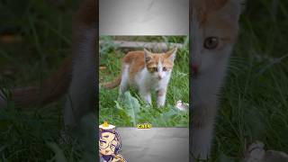 Learning to draw a cat’s anatomy