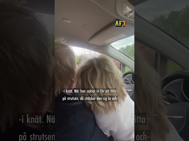 Här attackerar strutsen Boris Johnson