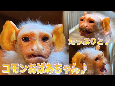 草津温泉で暮らす長寿猿コモンおばあちゃんの秘密と魅力 サムネイル