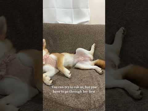 I’ll pawtect the family 🐾 #puppy #shiba #dog #cute #shibainu #theshibedoge