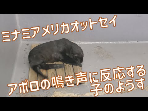 アポロの鳴き声に反応する子のようす