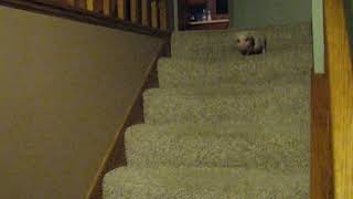 迷你豬下樓梯