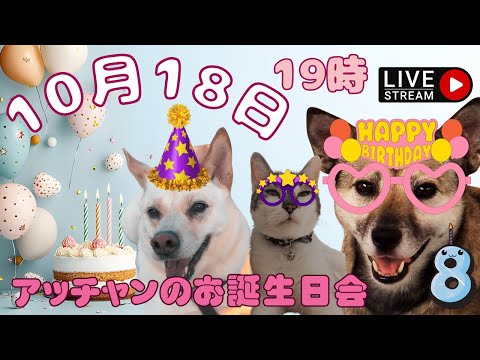 【LIVE♪】アッチャンの8しゃいのお誕生日会のライブでしゅ🐶🎂🎉✨