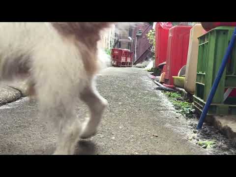 タロウの思い出。④ ウチにいたタロウです。人懐こくてイタズラで賢くて。あんないいヤツはいませんでしたね。みんなに可愛がってもらいました。