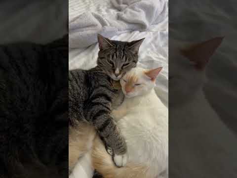 Sleepy cats 🐈 #animals #cute #cutecat #fypシ #baby #cuddly #meow #kittenslovers