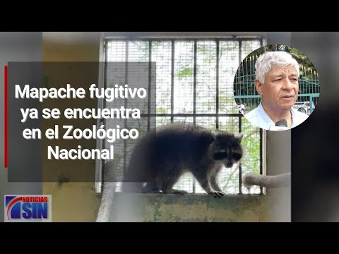 Entregaron al Zoológico Nacional el mapache que estaba fugitivo