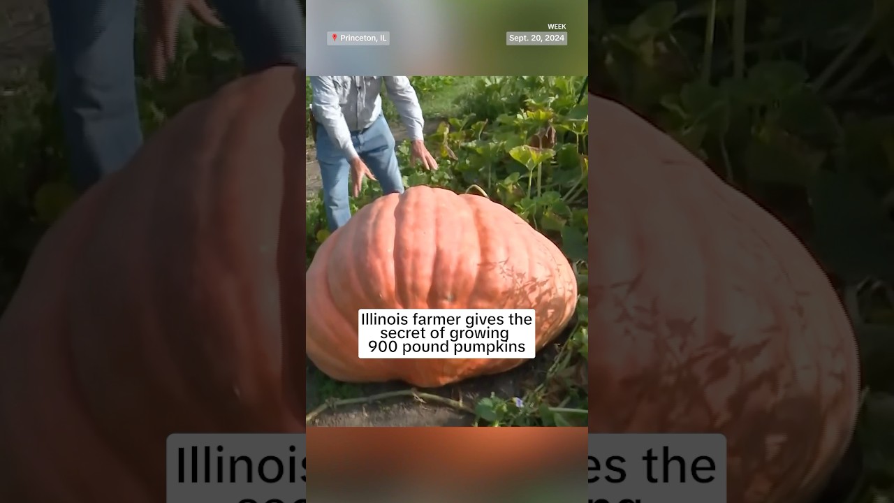 Illinois farmer gives the secret of growing 900 pound pumpkins￼