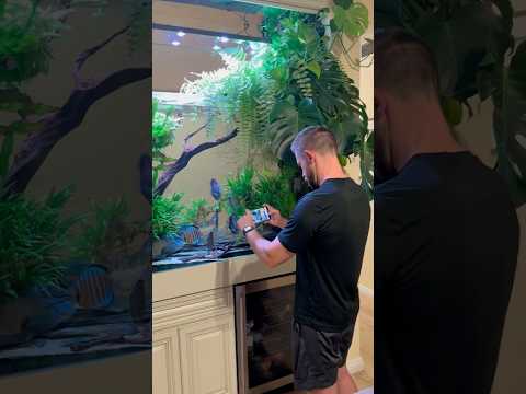 Stunning 300 Gallon Planted Discus Tank! Inside one of the most stunning discus aquariums we’ve ever filmed — a stunning 300 gallon plant