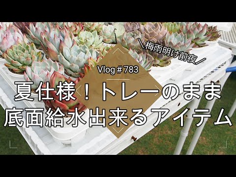 【Vlog783】【多肉植物】梅雨明け！夏仕様！トレーのまま底面給水出来るアイテム紹介【多肉棚】【水やり】