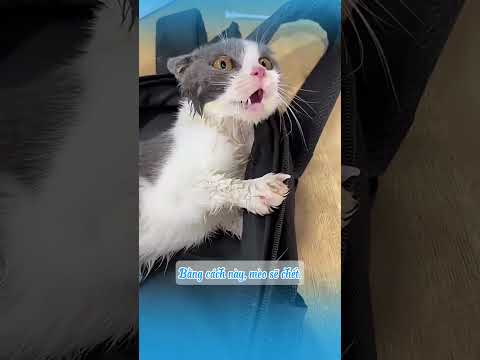 3 tư thế bế mèo nguy hiểm & 3 cách bế đúng cách #shots  #mèo #cat