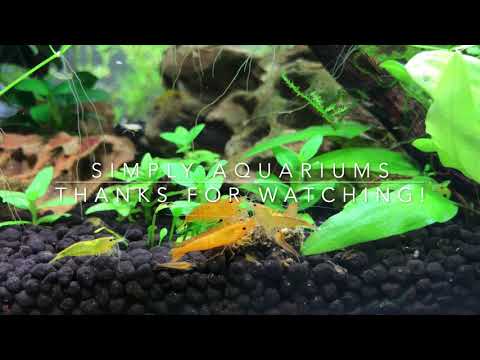 G.C.A.S. HOME TANK SERIES VIDEO #  8 My name is Yasmeen and I'm a G.C.A.S. member I've been working on my home tank tour video for a few 