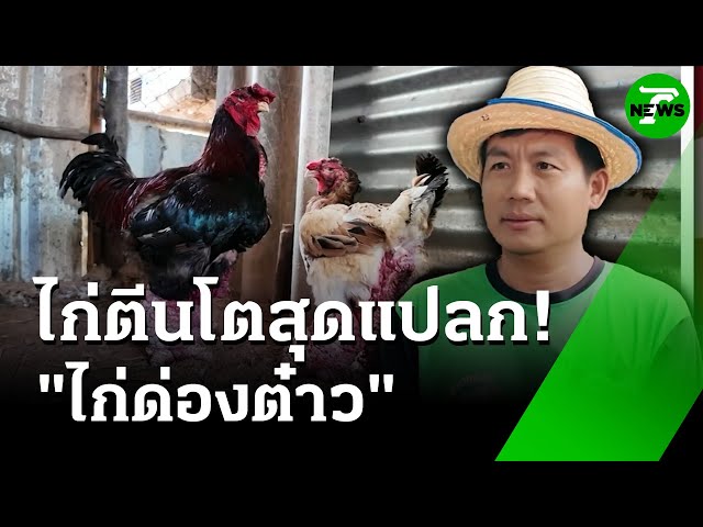 "ด่อง ต๋าว"​ รู้จักกันไหม?  "ไก่ตีนโต" : ของดีเกษตรบ้านเรา | 9 ก.ค. 68 | ห้องข่าวหัวเขียว