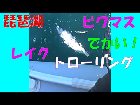 2024年春ビワマスもシーズン到来か？