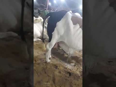 beautiful cows #cowmandi #cowmandirates #cowmandi2024 #beautifulcows #karachimandi #malirmandi2024