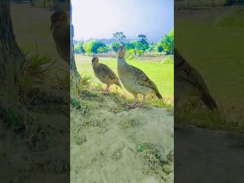 teetar voice 🔥#viral #foryou