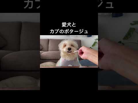 愛犬とカブのポタージュを飲んだ