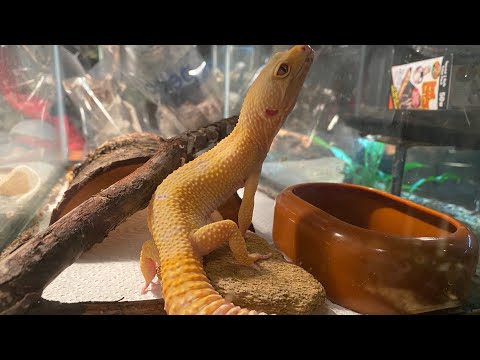 SOME COOL FACTS ABOUT MY LEOPARD GECKOS The second most popular lizard in the hobby, secondary only to bearded dragons, these lizards are ea