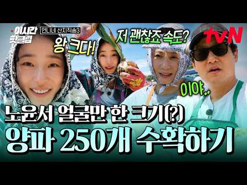 열심히 <strong>양파</strong> 수확하는 <strong>양파</strong> 원정대 ㅋㅋ🧅😎