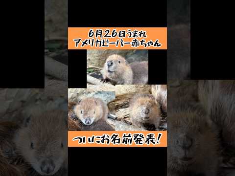 東武動物公園の赤ちゃんビーバーのお名前と成長を紹介 サムネイル