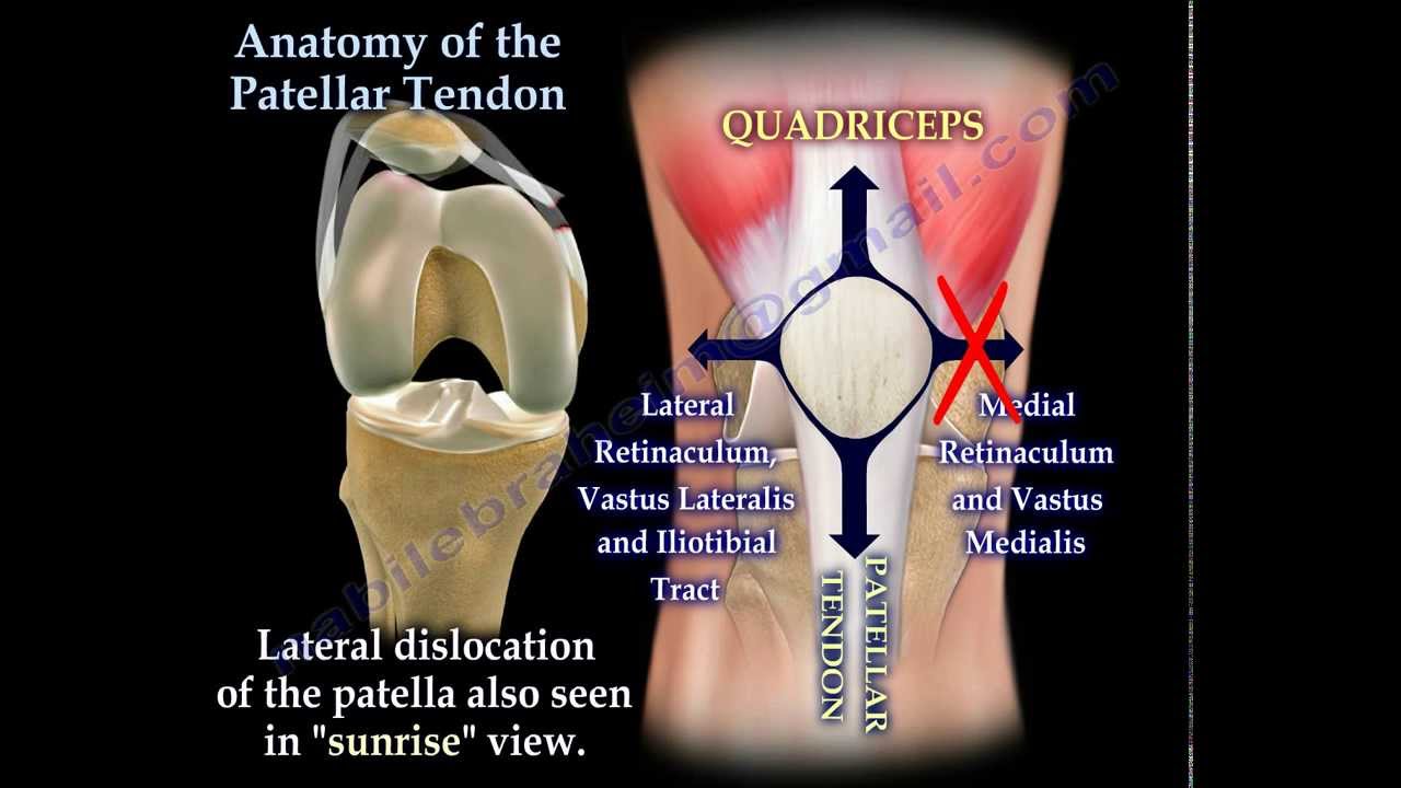 Anatomy Of The Patellar Tendon Everything You Need To Know Dr anatomy-of-the-patellar-tendon-everything-you-need-to-know-dr