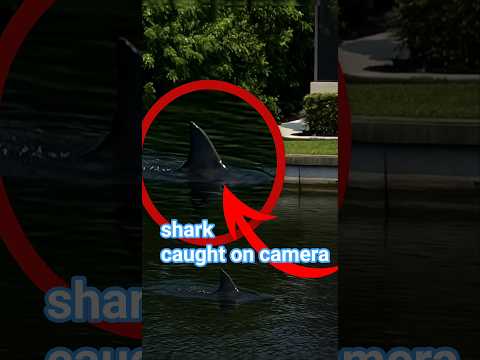 Shark Spotted Right in Front of House in Florida!!! #travel #shark #kpop #song #florida #shorts #wow