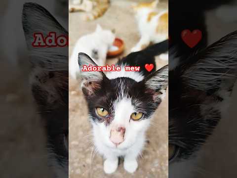 mew,,,,,😺,,,,, my friend cat's shorts #adopt #cats #viral #shorts