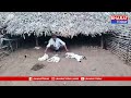 విజయనగరం : కుక్కల దాడిలో గొర్రె పిల్లల మృతి | Bharat Today  - 00:33 min - News - Video