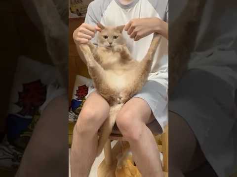 猫の何気ない瞬間をユーモラスに映した動画 サムネイル