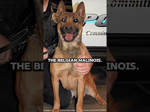 Joe Rogan Reacts to INSANE Belgian Malinois Training 😱