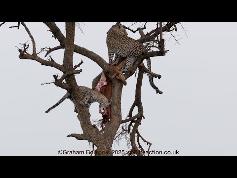 Leopard and her young son feast on an Impala high in a tree