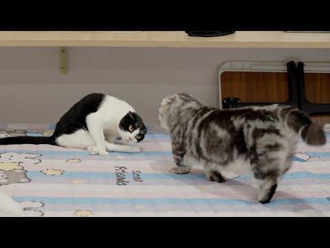 もう遊んでくれないかと思った…1週間ぶりに仲直りした猫の雨ちゃんとムーンくんが尊すぎた