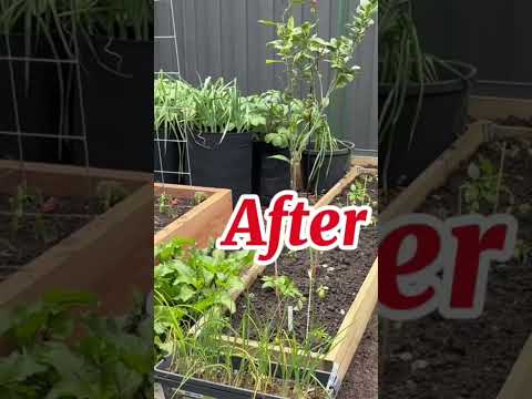 Time to sow seeds #garden #ihavethisthingwithplants #foodpreservation #growyourownfood