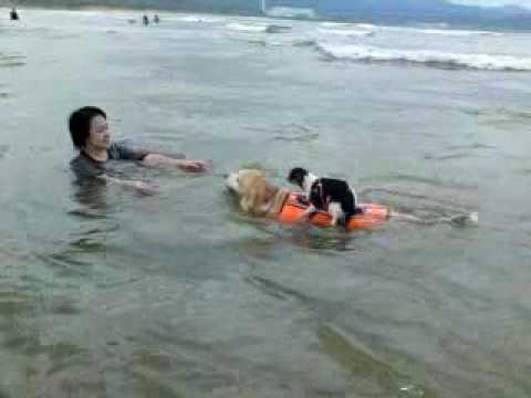 狗肉衝浪板~吉娃娃衝浪,肥吱吱的黃金獵犬是我的專屬浪板(funny surf dog)