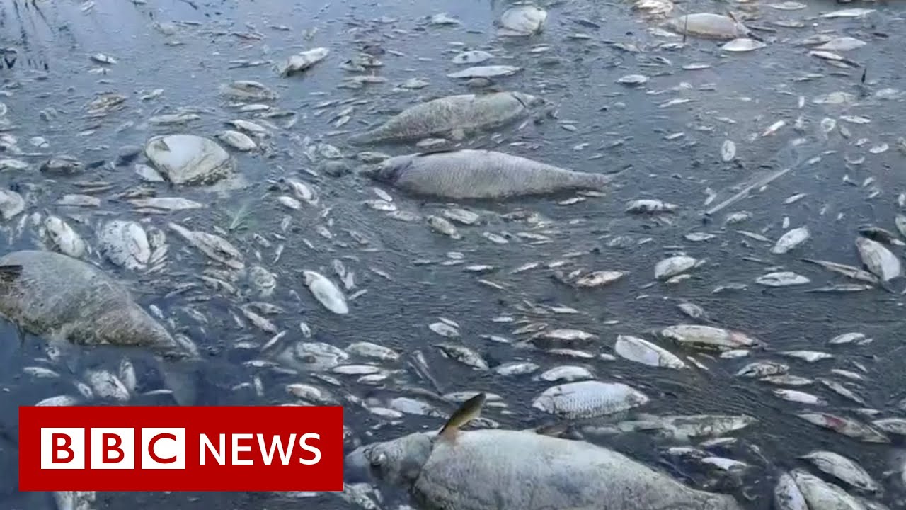 German authorities rush to find cause of tons of dead fish in river Oder on Polish border - BBC News