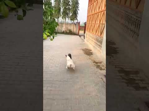 The clever dog ran at a speed of 100 kilometres 🐕👌👍 #short #enjoy #racing