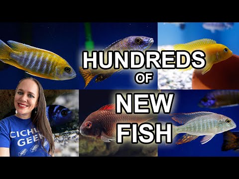 Hundreds of new African Cichlids at my Local Fish Store!