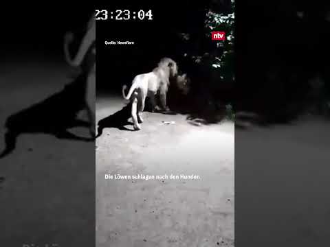 Mutige Wachhunde stellen sich übermächtigen Gegnern | #ntv #shorts #dog #lion
