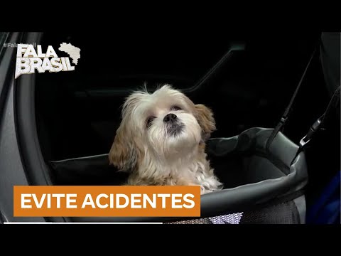 Motorista capota carro após cachorro pular no colo dela e caso levanta discussão sobre segurança