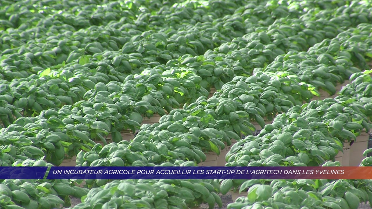 Yvelines | Un incubateur agricole pour accueillir les start-up de l’agritech dans les Yvelines