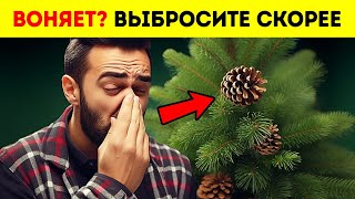 Если ваша рождественская елка плохо пахнет, причин может быть несколько