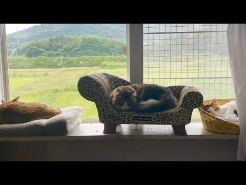 昼間の猫