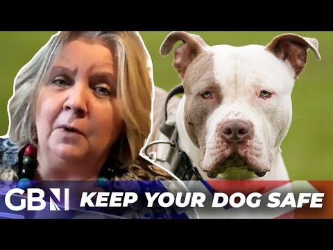 Dog theft: Surprising spot targeted by thieves REVEALED as thefts surge