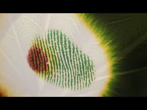 The Kirlian Witness'