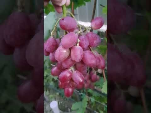Справжня королева осіннього саду 👑🍇