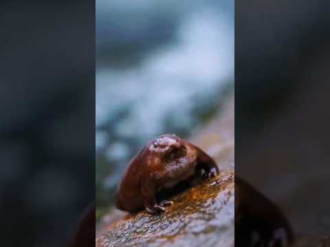 🐸🐸yah cute sa frog ka sound 😱 #frog #animals #khatarnak