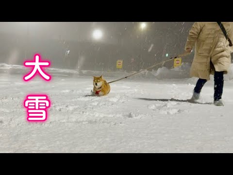 誕生日前日のお出かけでまさかの大雪に見舞われ雪に埋もれた柴犬