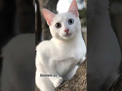 💰 Top 5 Most Expensive Cats in the World – These Felines Cost a Fortune! 💰 PART 2!!